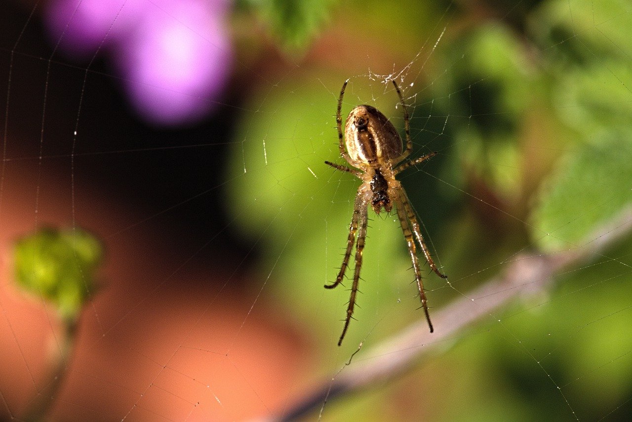 Ragnetto in primo piano