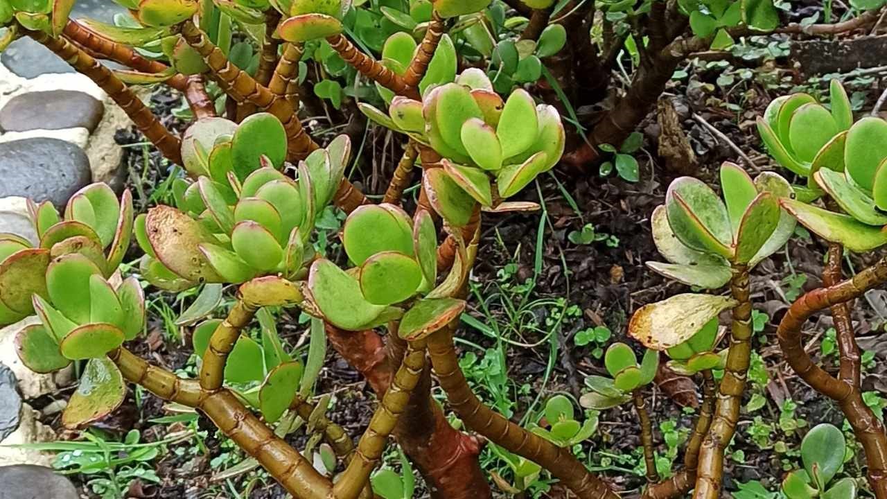 crassula ovata