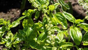 Moltiplicare il basilico: come raccogliere i semi