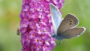 La chiamano la pianta delle farfalle: come coltivare la Buddleja