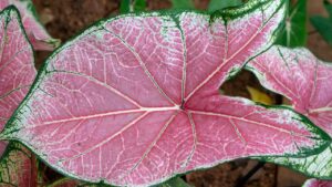 La chiamano orecchio di elefante, cura e curiosità sulla Caladium