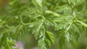 Sembra una comune pianta di prezzemolo ma non lo è: di cosa si tratta e cosa dovresti sapere