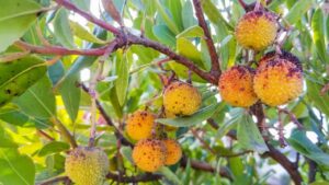 Corbezzolo: come fare le talee