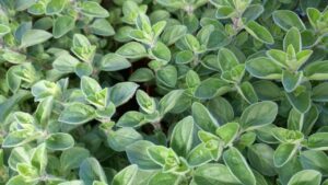 Maggiorana: come riprodurre la pianta aromatica