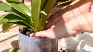 Orchidea: con questa miscela tornerà rigogliosa in pochissimo tempo