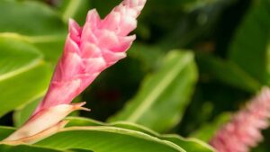 Pianta di zenzero: come coltivarla in vaso