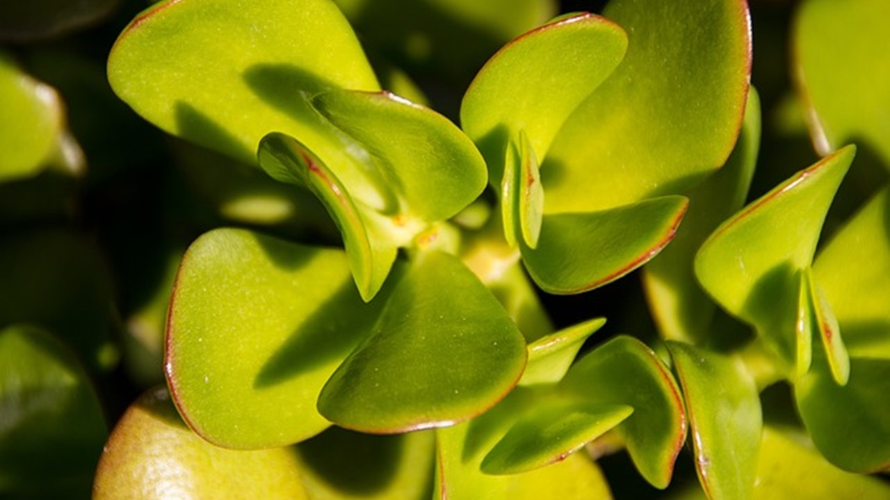 crassula ovata