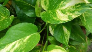 Vuoi che il tuo pothos mantenga foglie verdi e sfumate? Allora scopri dove devi metterlo