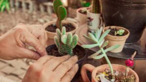 Come stimolare la crescita delle succulente
