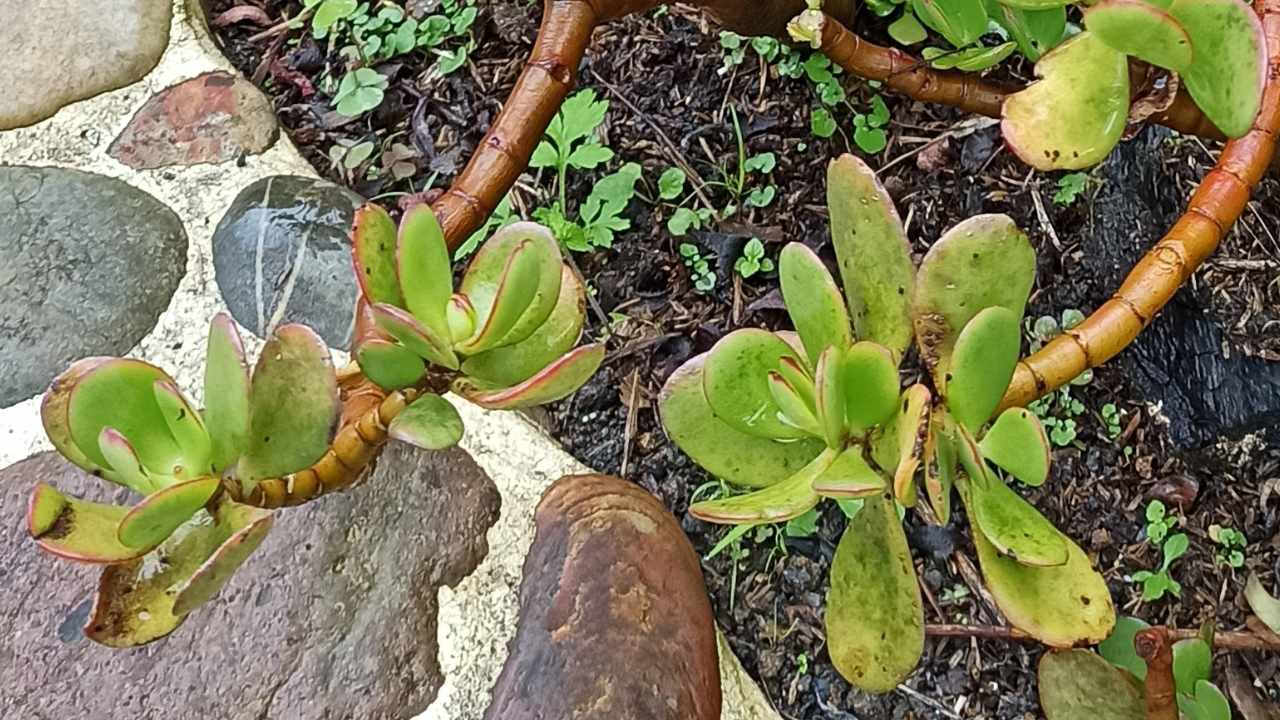 Fiori albero di giada