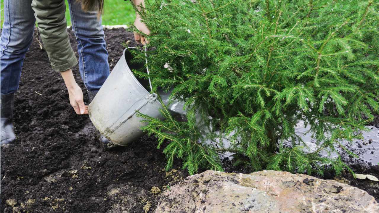 Fertilizzante per cetrioli