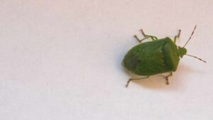 Cimici in casa: entrano per questo motivo