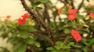 Perché la pianta Corona di Cristo non fa i fiori