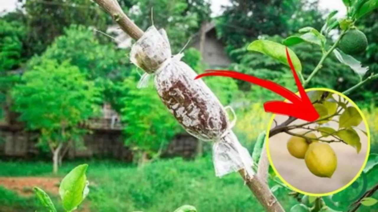 come far crescere i limoni