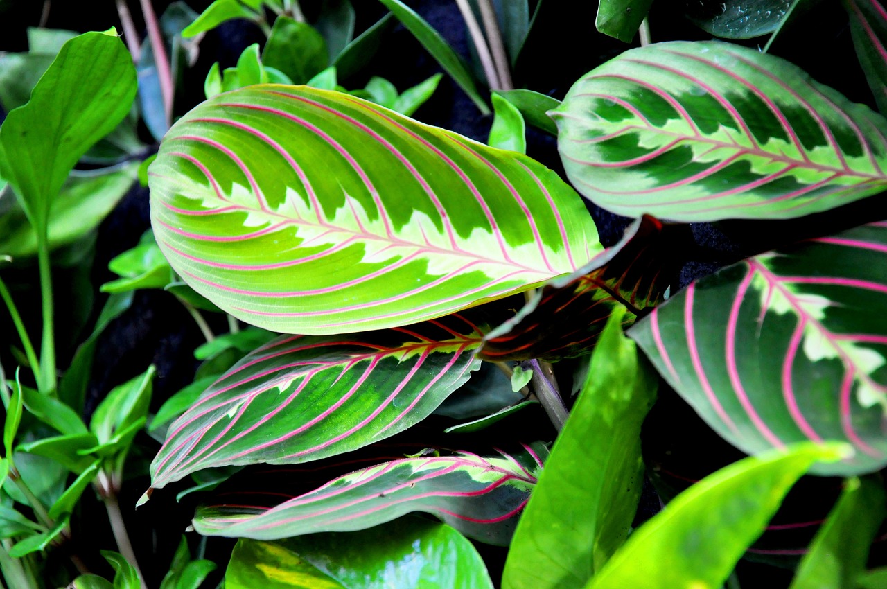 Foglie maranta