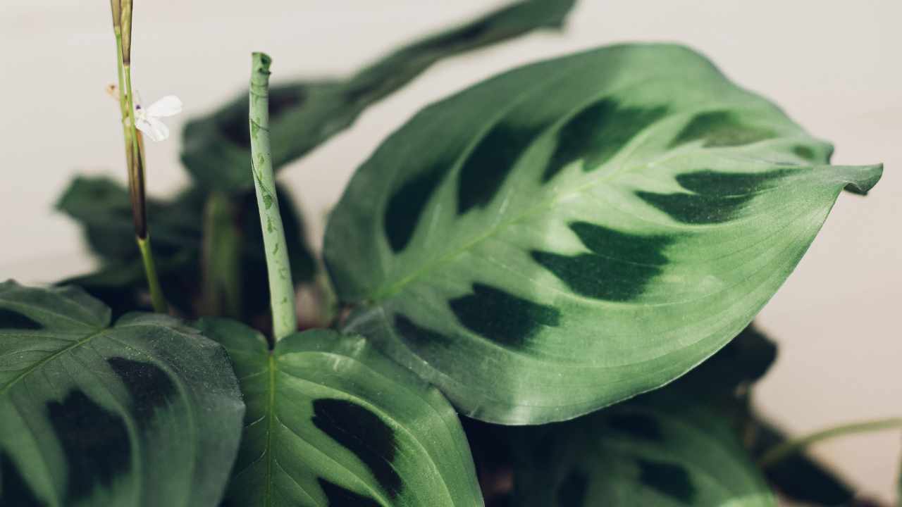 Foglie pianta della preghiera