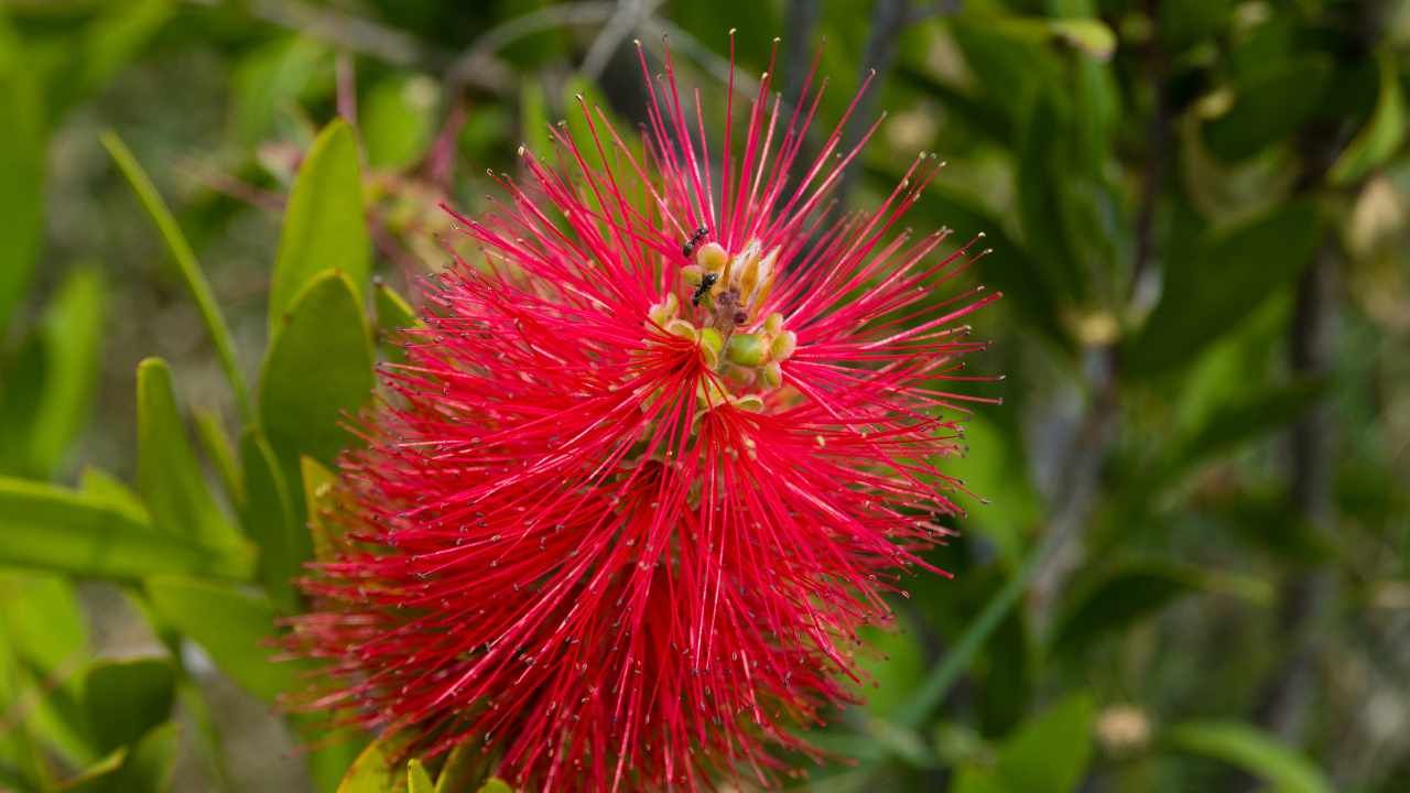 Fiori pianta scovolino