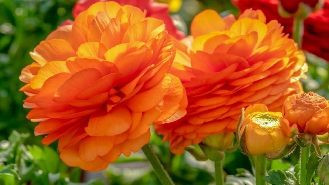 Ranuncolo bellissimo