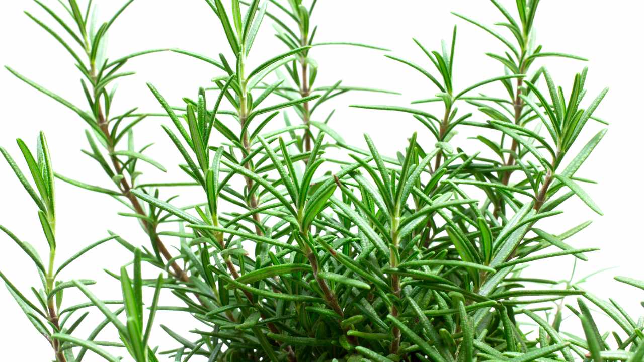 Piantina di rosmarino