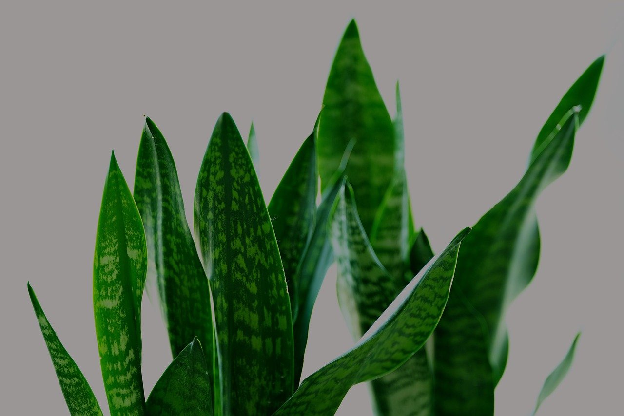 Foglie sansevieria