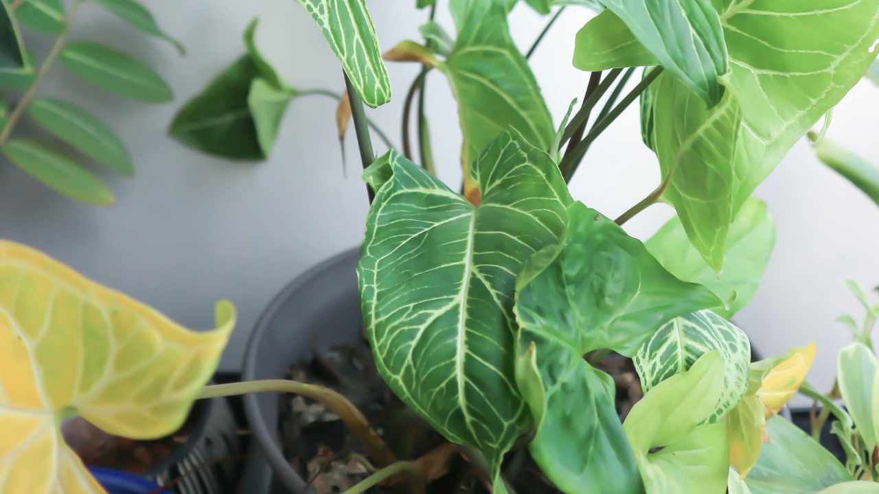 pianta da appartamento