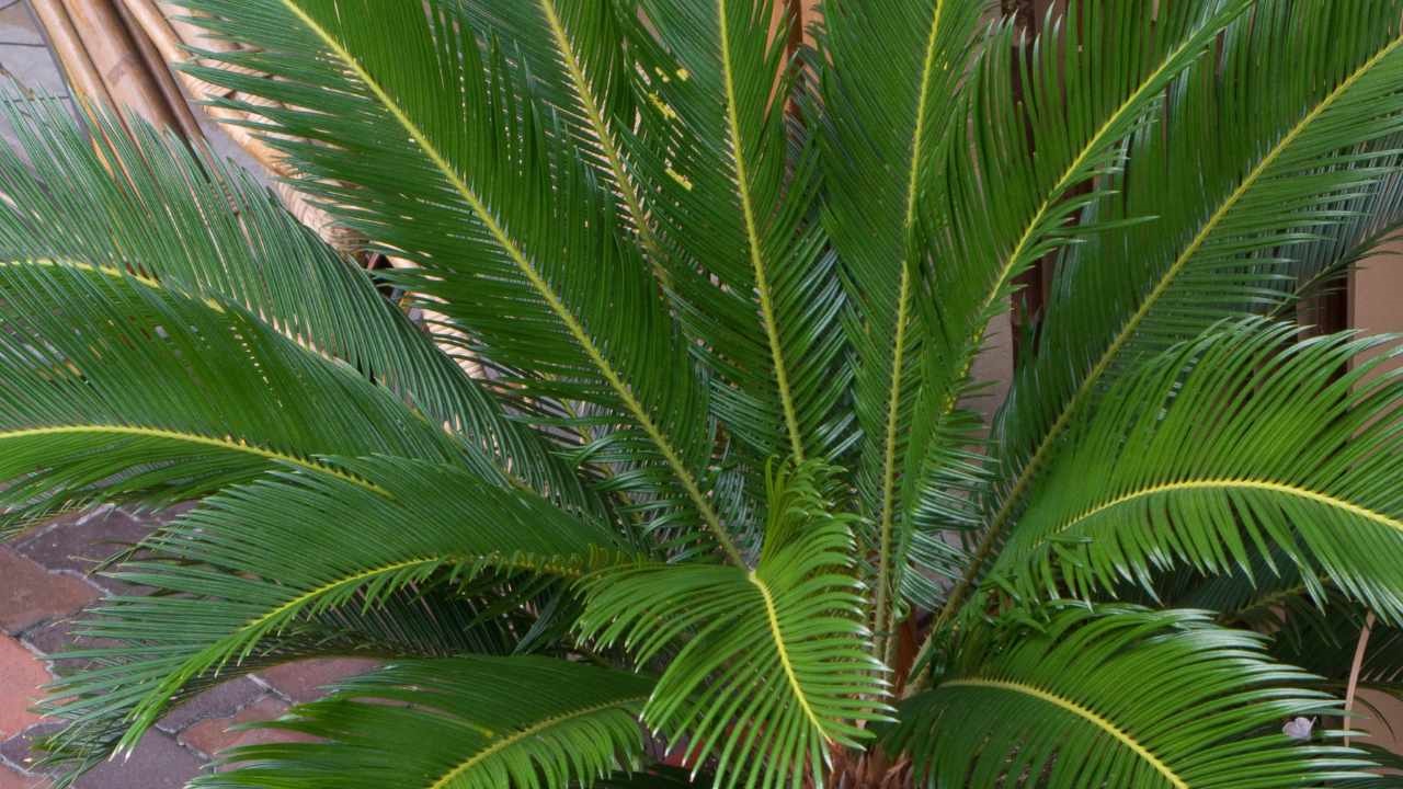 cycas pianta