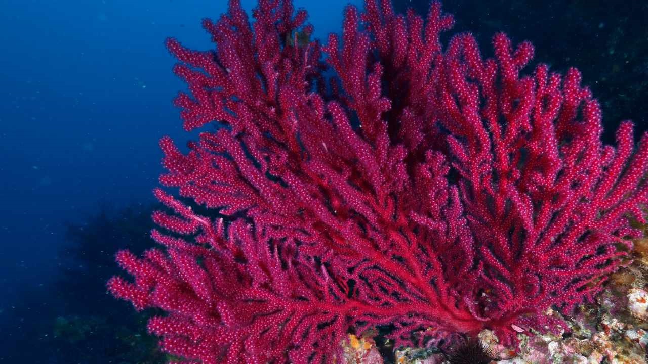 gorgonia rossa pianta o animale