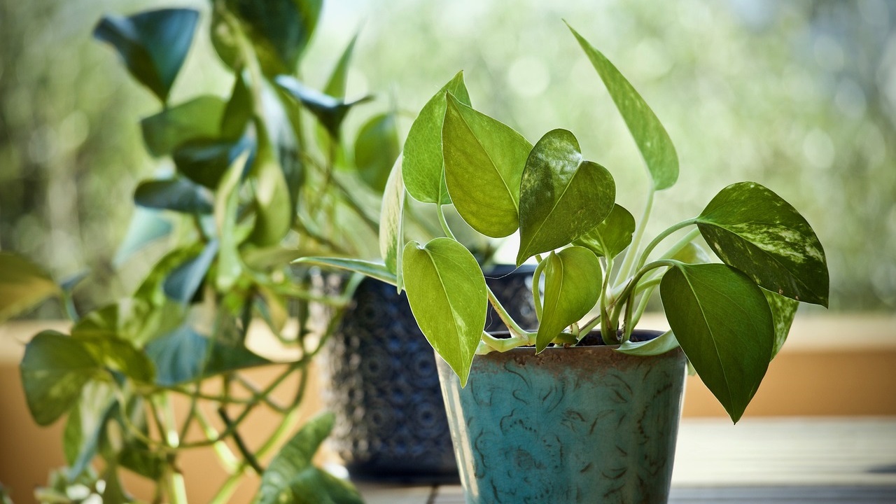 piante da appartamento