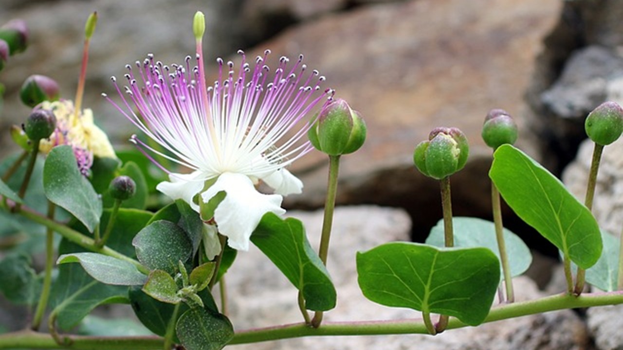 fiore di cappero