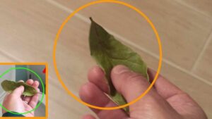 Come usare l’alloro contro l’umidità nella tua casa