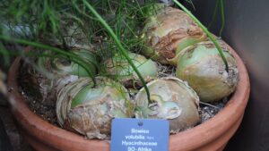 Cipolla di mare rampicante: ne hai mai sentito parlare? Scopri di cosa si tratta