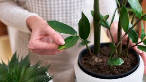 Proteggere le piante da funghi e batteri: c’è un ingrediente naturale che è super efficace