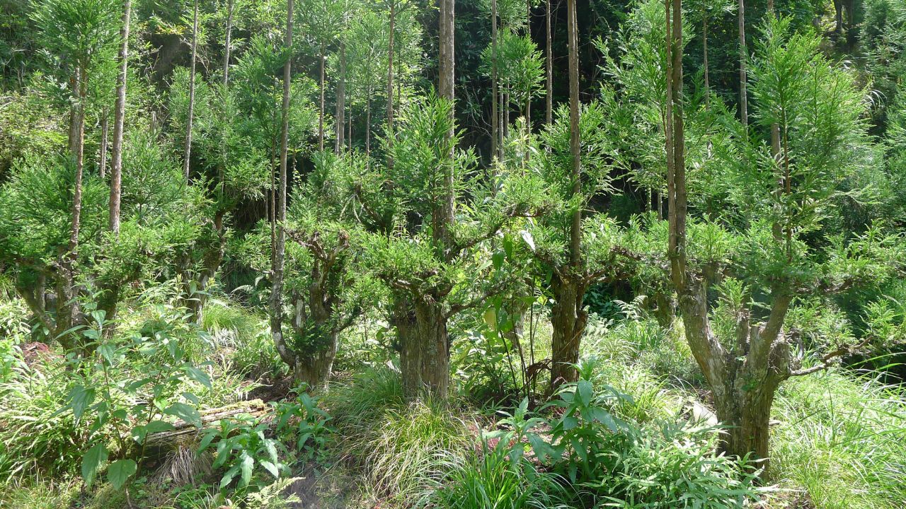 Alberi Daisugi