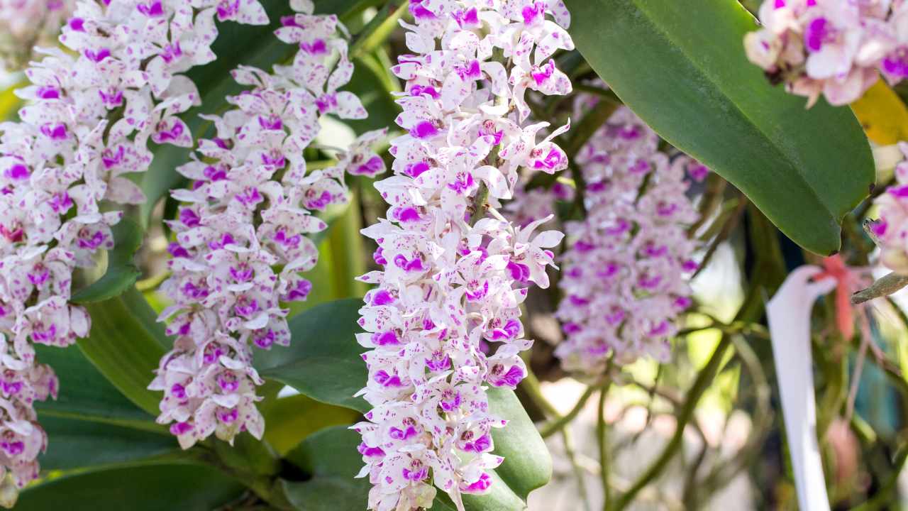  Rhynchostilis gigantea