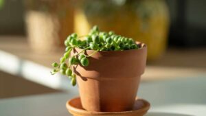 Pianta del rosario: come propagarla nel modo giusto