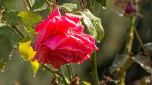 Come curare la pianta di rose quando piove