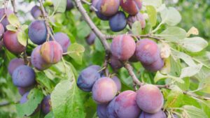 Tutto quello che dovresti sapere sulla raccolta delle prugne
