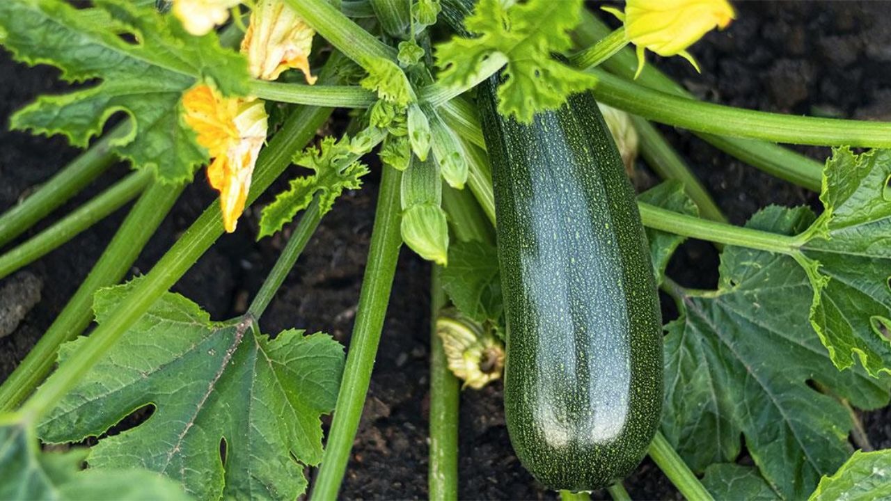 Primo piano zucchine