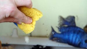 Come pulire l’acquario nel modo corretto