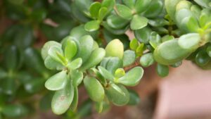 Albero di giada, come farlo crescere in poco tempo