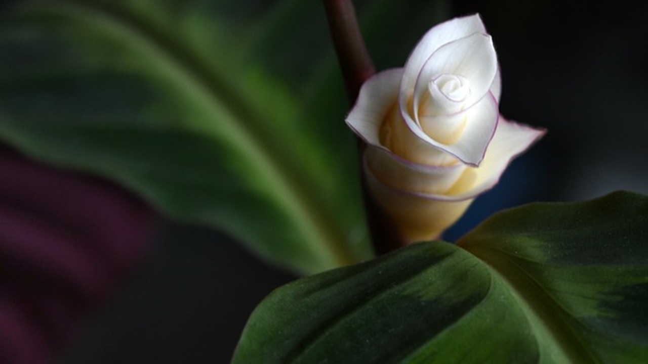 calathea fiorita