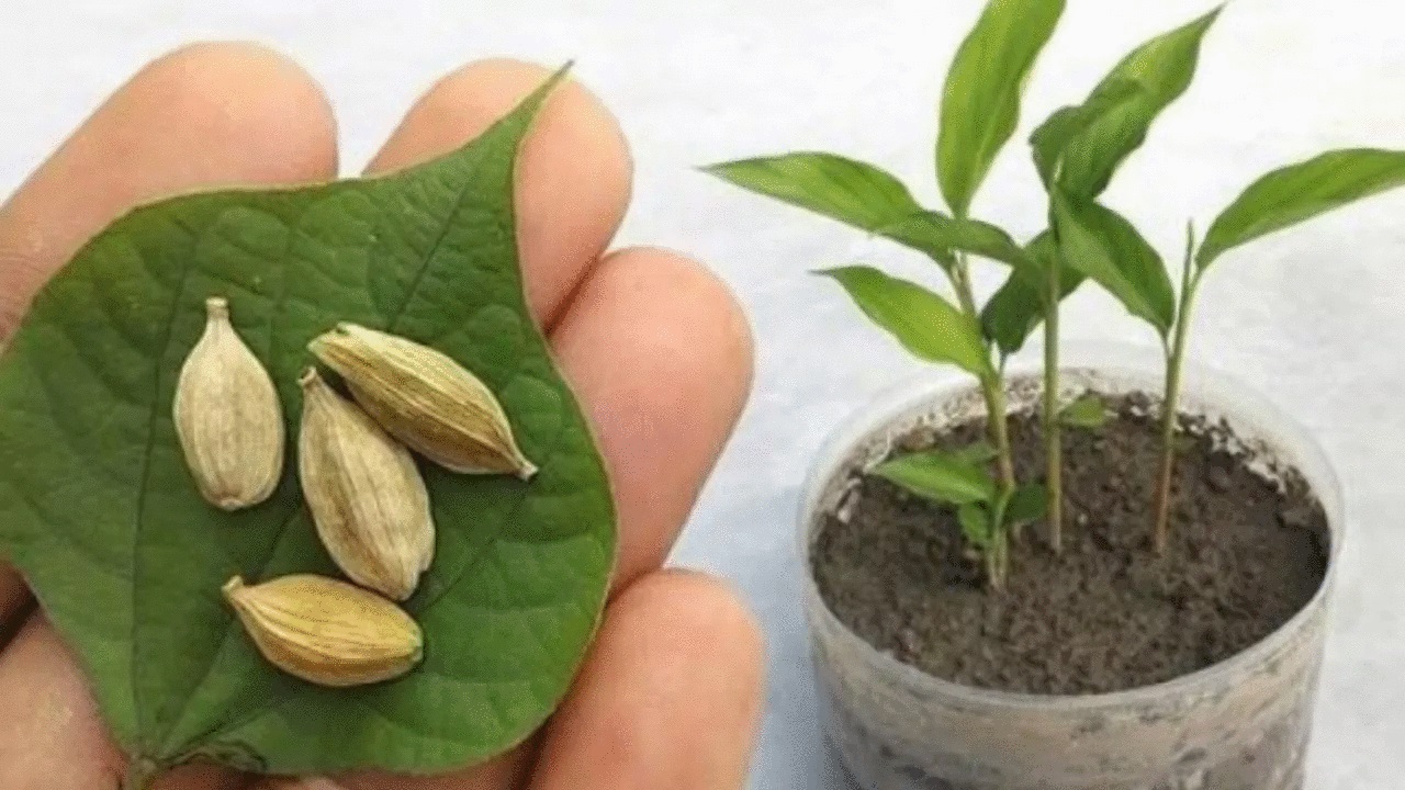 pianta aromatica cardamomo