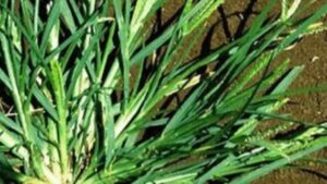 Sai cos’è l’Erba d’oca spina? Un miracolo del giardino