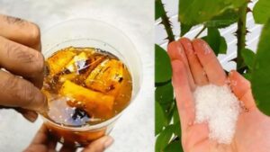 Fertilizzanti fatti in casa per coltivare delle rose fantastiche