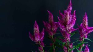 I fiori più belli di Dicembre da tenere in casa