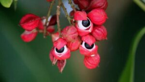 Tutto ciò che non sai su questa pianta sorprendente