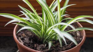 Ti serve solo una pianta per purificare l’aria della tua casa