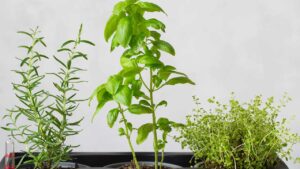 Come proteggere le piante aromatiche per l’inverno