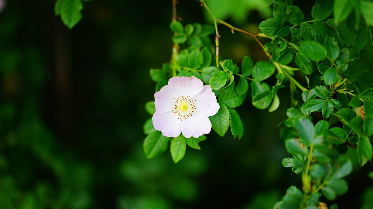 rosa canina