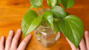 Come coltivare il pothos in acqua e regalare un tocco elegante alla tua casa